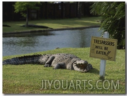 An American Alligator on a Lawn Next to a Humorous Warning Sign