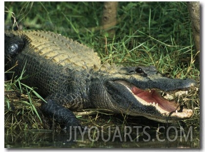 American Alligator on Floridas Gulf Coast