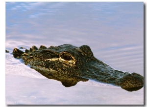 Alligator Lying in Wait for Prey, Ding Darling NWR, Sanibel Island, Florida, USA