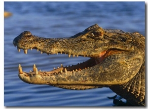 Spectacled Caiman, Llanos, Hato El Frio, Venezuela