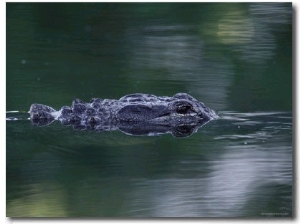 American Alligator Submerged, Sanibel Is, Florida, USA