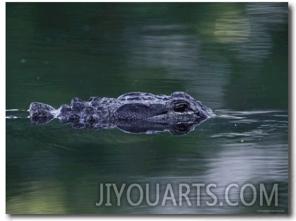 American Alligator Submerged, Sanibel Is, Florida, USA