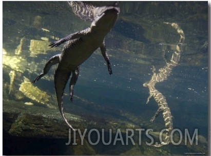 American Alligators from the Omaha Zoo