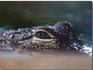 Alligator Eyes in the National Aquarium, Washington, D.C.