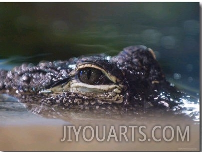 Alligator Eyes in the National Aquarium, Washington, D.C.