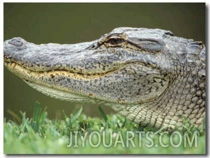 Alligator Face