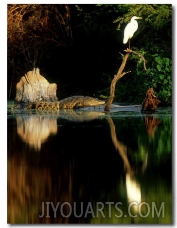 Morelets Crocodile, Sunning, Mexico