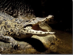 Cuban Crocodile, Bronx Zoo, NY