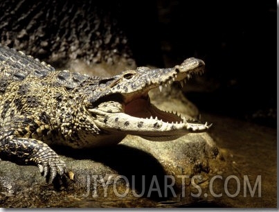Cuban Crocodile, Bronx Zoo, NY