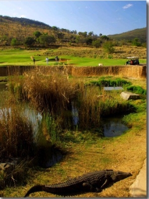 Crocodile at the 13th Hole of the Lost City Golf Course, Sun City, South Africa