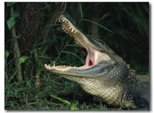 American Alligator Eats its Prey on Floridas Gulf Coast 01