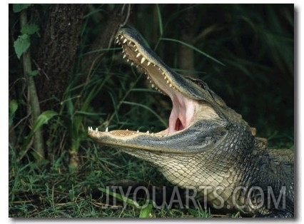 American Alligator Eats its Prey on Floridas Gulf Coast 01