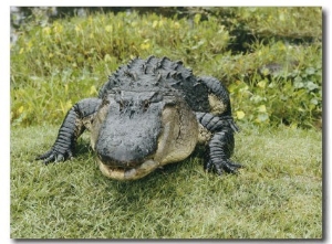 An American Alligator with a Small Fish Hanging out of its Closed Mouth