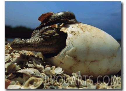 A Close View of an American Crocodile Emerging from its Egg Shell