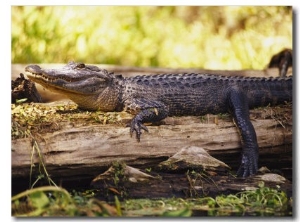 American Alligator on a Log
