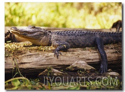 American Alligator on a Log