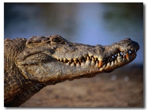 Nile Crocodile (Crocodylus Niloticus) in Profile, Paga, Ghana