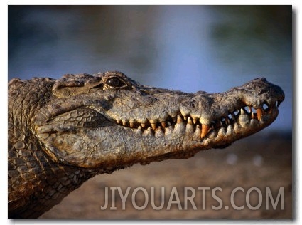 Nile Crocodile (Crocodylus Niloticus) in Profile, Paga, Ghana