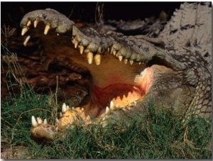 Saltwater Crocodile (Crocodylus Porosus), Kakadu National Park, Australia