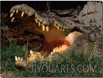 Saltwater Crocodile (Crocodylus Porosus), Kakadu National Park, Australia