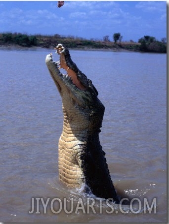 Crocodile (Crocodylidae Crocodilia) Jumping for Food on Adelaide River, Australia