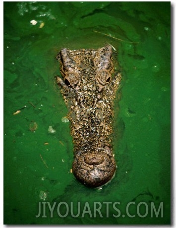 Crocodile in Green Water, Malaysia
