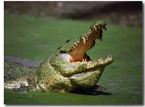Nile Crocodile (Crocodylus Niloticus) at the Kachikaly Crocodile Pool, Bakau, Western, Gambia