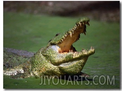 Nile Crocodile (Crocodylus Niloticus) at the Kachikaly Crocodile Pool, Bakau, Western, Gambia