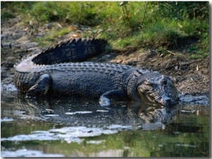 Saltwater Crocodile on Waters Edge, Kakadu National Park, Australia