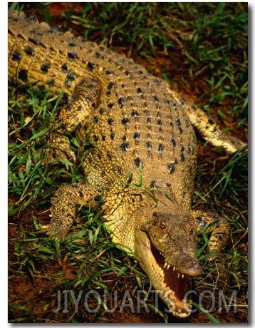 Crocodile, Australia