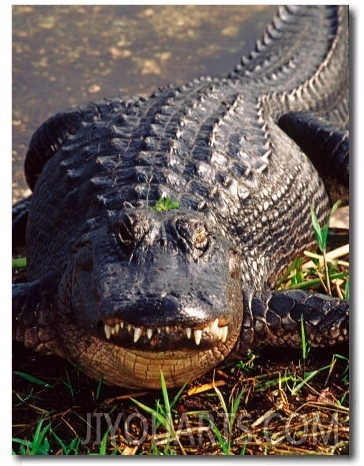 Alligator