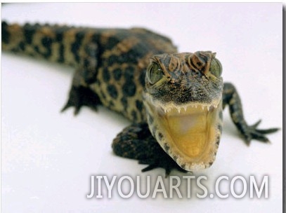 Want a Fight,This Baby Alligator Has a Big Mouth at Bristol Zoo, November 1997