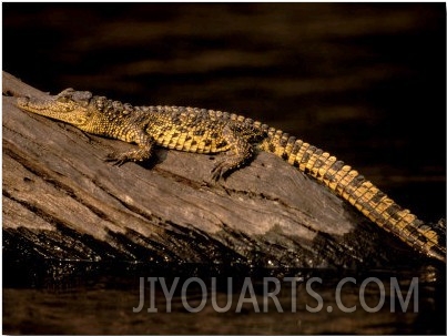 Nile Crocodile, Chobe National Park, Botswana