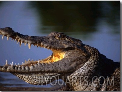 Nile Crocodile (Crocodylus Niloticus), Paga, Ghana