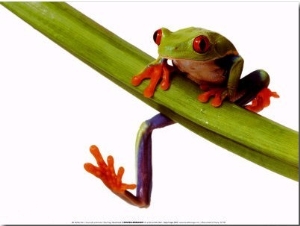 Tree Frog