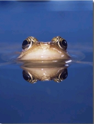 Common Frog (Rana Temporaria) Wiping Eye with Nictating Membrane