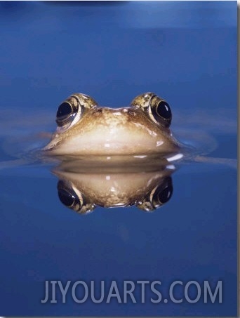 Common Frog (Rana Temporaria) Wiping Eye with Nictating Membrane