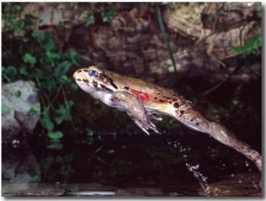 Smokey Jungle Frog, Brazil