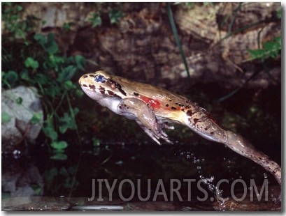 Smokey Jungle Frog, Brazil