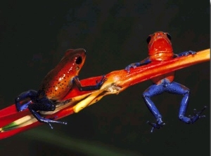 Strawberry Poison Arrow Frog, Costa Rica