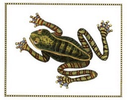 Zebra Frog