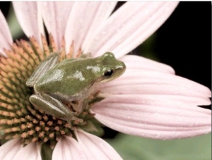 Squirrel Treefrog on Echinacea Flower, Florida, USA