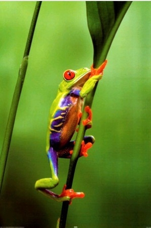 Red Eyed Tree Frog