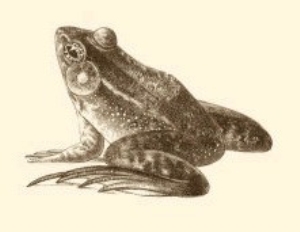 Sepia Frog I