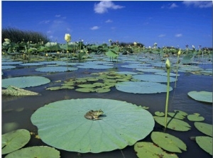 Bullfrog, Adult on American Lotus Lilypad, Welder Wildlife Refuge, Sinton, Texas, USA