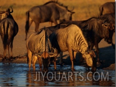 A Group of Black Wildebeests Gather to Drink at a Water Hole