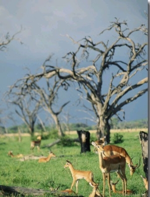 A Group of Resting Gazelles