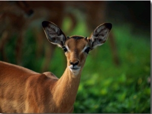 A Young Impala Stares at the Camera