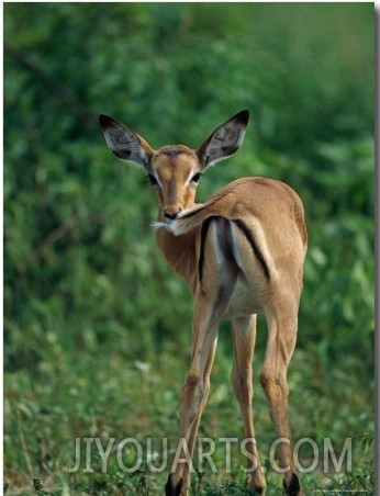 A Young Impala Stares Back at the Camera