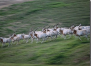 Arabian Oryxes at San Diego Wild Animal Park